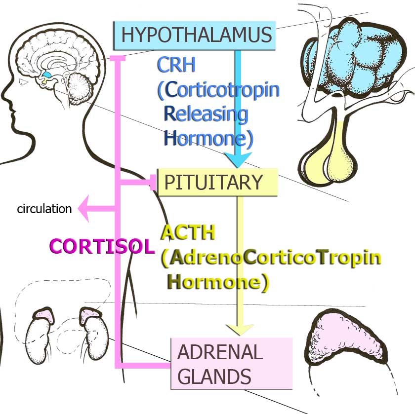 Hypothalamic-Pituitary Adrenocortical Axis or Stress Hormone Axis.