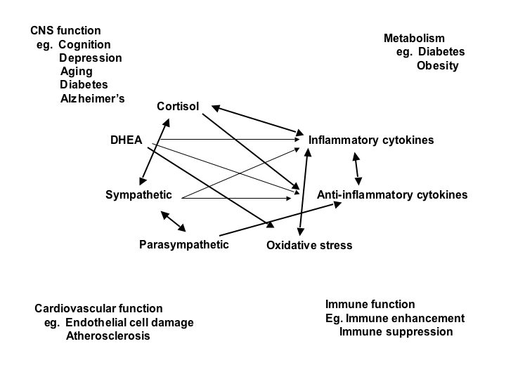 Non-linear network of mediators of allostasis involved in the stress response