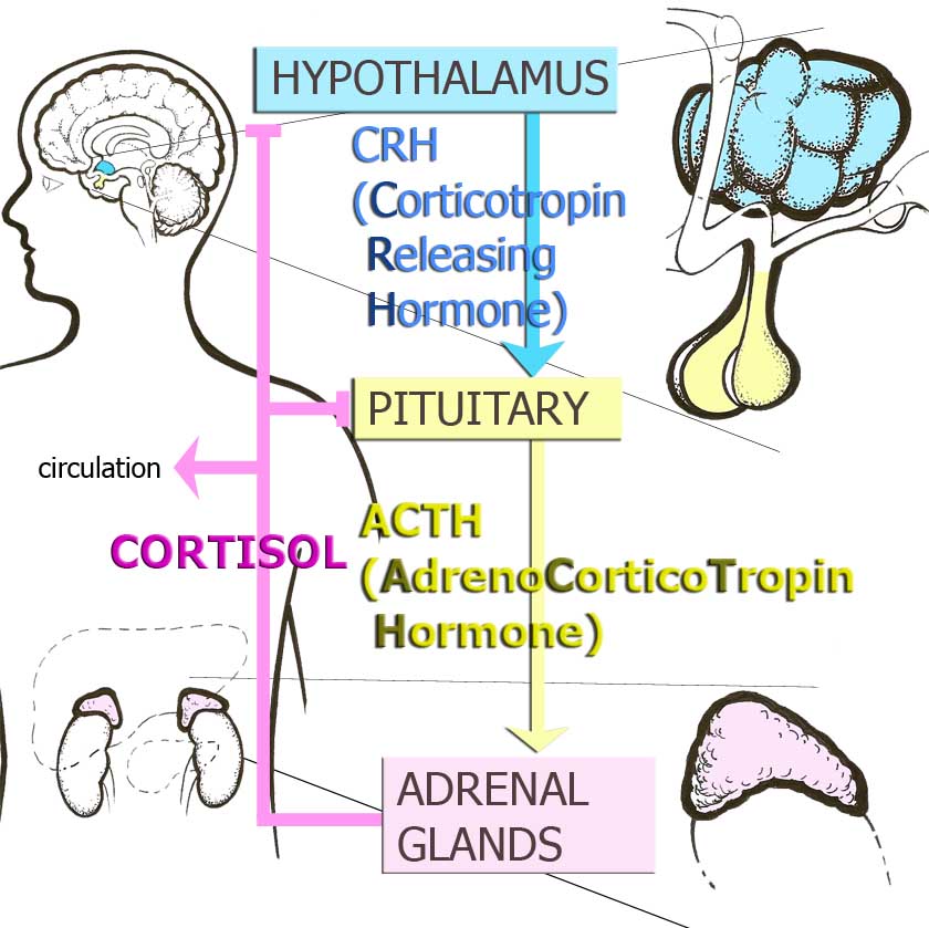 Brain: Central organ of stress and adaptation | Encyclopedia on Early